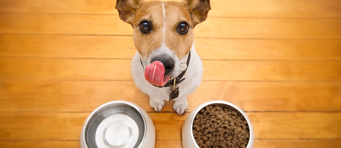 Best-Dog-Foods-for-Sensitive-Stomachs