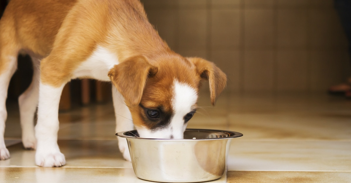 Going Grain-Free: 5 Best Solution for Your Dog's Sensitive Stomach