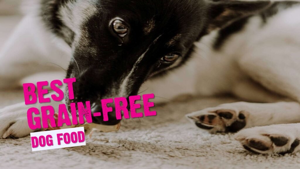 Natural Grain-Free Dog Food